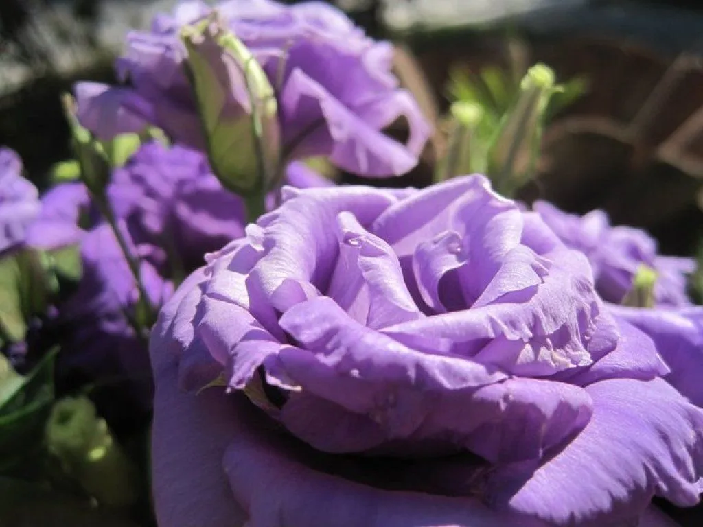 flores moradas (4) | Cuidar de tus plantas es facilisimo. flores moradas (4) | Cuidar de tus plantas es facilisimo.