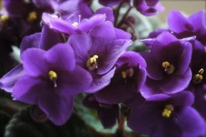 Flores moradas y lilas - Imagui