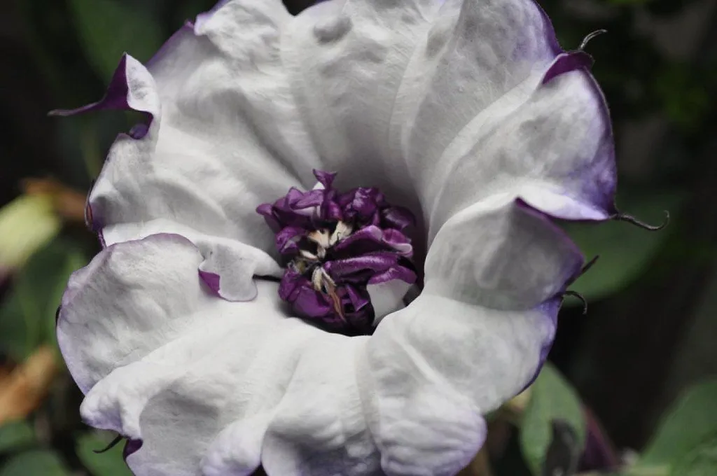 flores moradas | Cuidar de tus plantas es facilisimo. flores moradas | Cuidar de tus plantas es facilisimo.