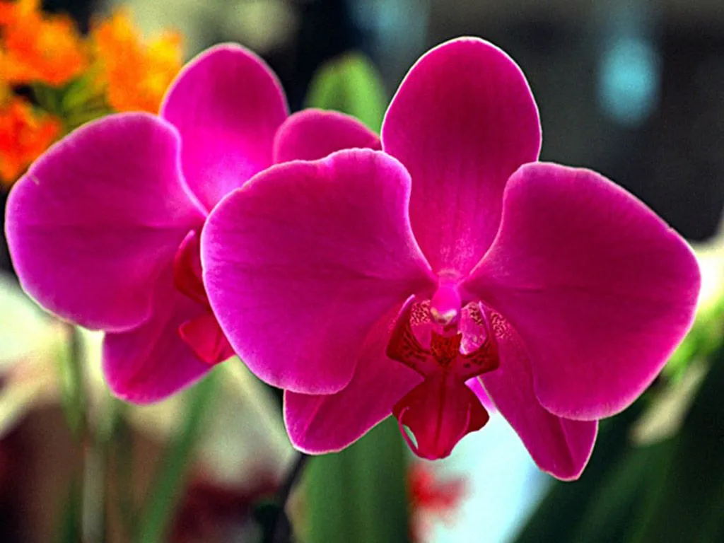 FLORES DEL MUNDO***: La orquídea, la flor más bella del mundo FLORES DEL MUNDO***: La orquídea, la flor más bella del mundo
