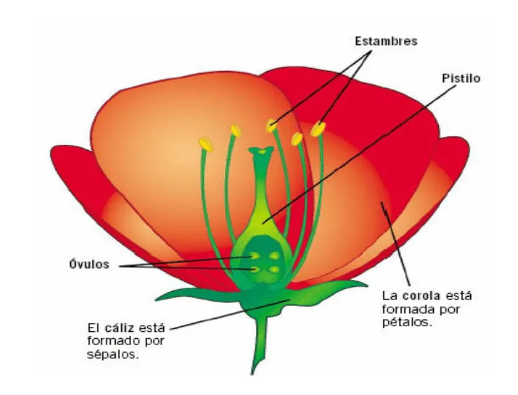 Las flores, los órganos reproductores de las plantas ...