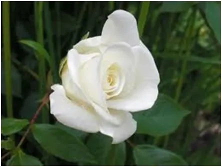 Flores y plantas Hermosas: Significado de las Rosas