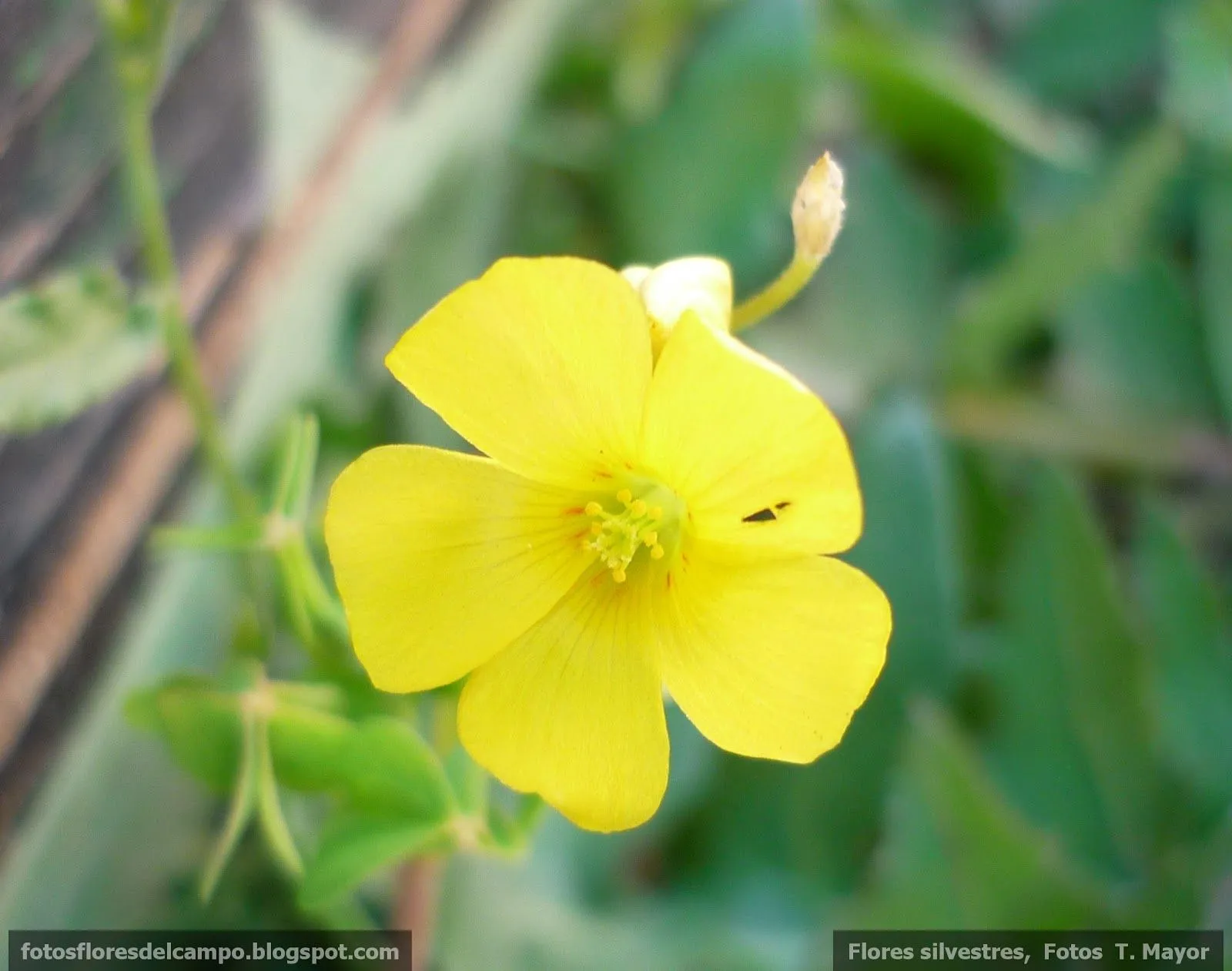 Flores y plantas silvestres: "Oxalis pes-caprae". Vinagrillo de ...