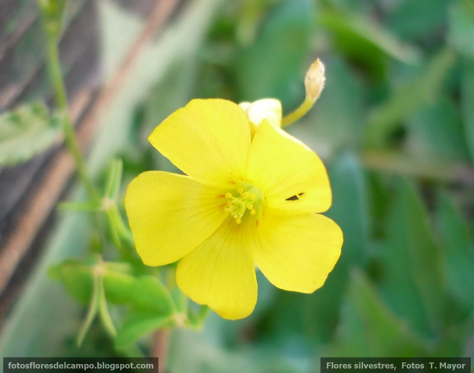 Flores y plantas silvestres: "Oxalis pes-caprae". Vinagrillo de ... Flores y plantas silvestres: "Oxalis pes-caprae". Vinagrillo de ...
