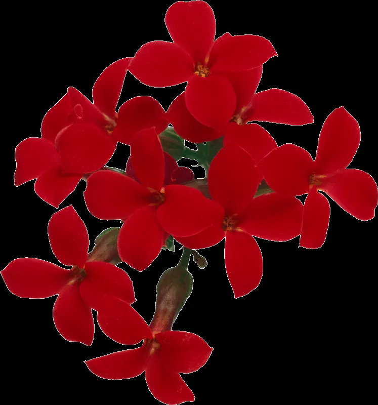 Flores png para photoscape - Imagui Flores png para photoscape - Imagui