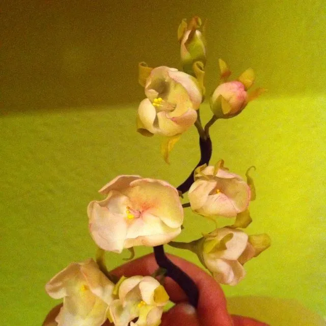 Flores de porcelana fría | My photos | Pinterest