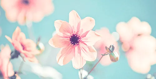 Flores para portada tumblr - Imagui