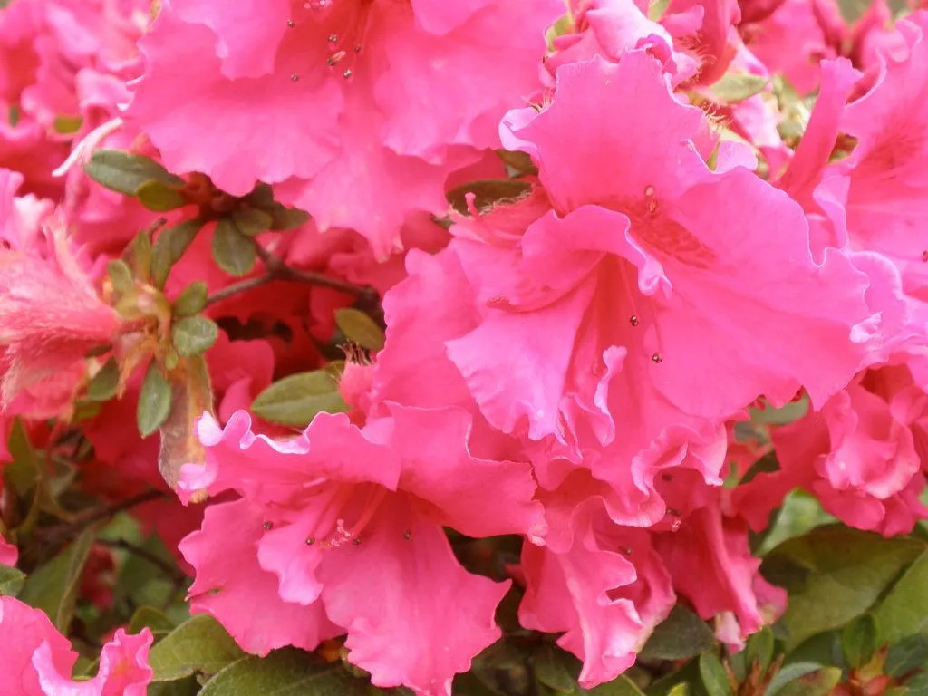flores preciosas (5) | Cuidar de tus plantas es facilisimo.