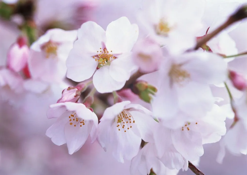 Flores de Primavera I (20 imágenes muy lindas) | Banco de Imagenes