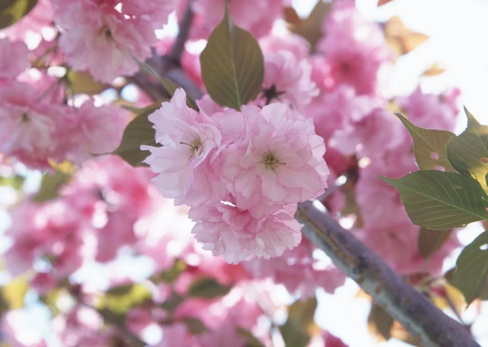 Flores de Primavera I (20 imágenes muy lindas) | <!-- Start ...