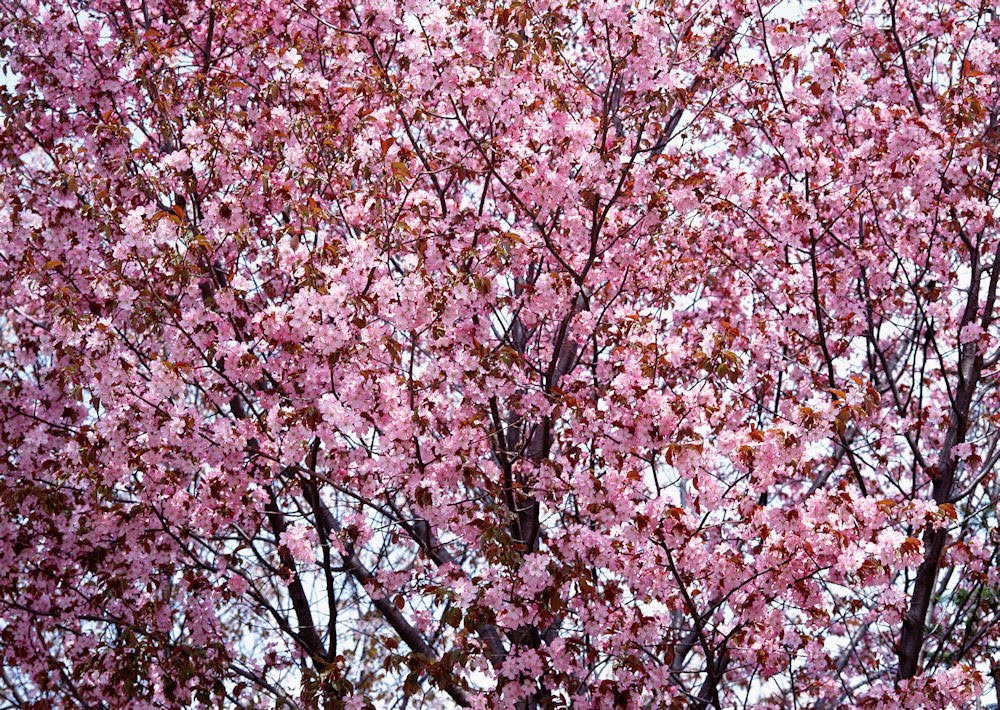 Flores de Primavera I (20 imágenes muy lindas) | Banco de Imagenes