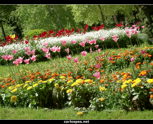 Flores de primavera - Fotografías de flores