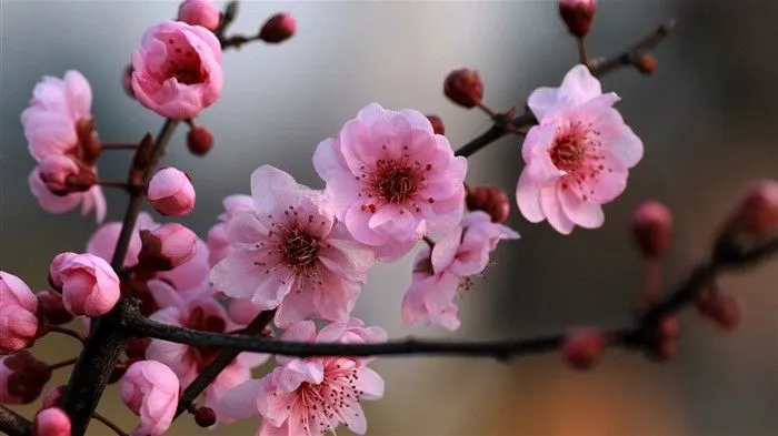 Flores de primavera (Minghu obras Metasequoia) #8 - Fondo de ...