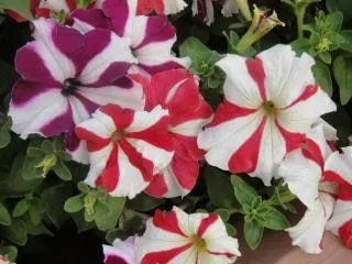 flores rojas y blancas | Descargar Fotos gratis