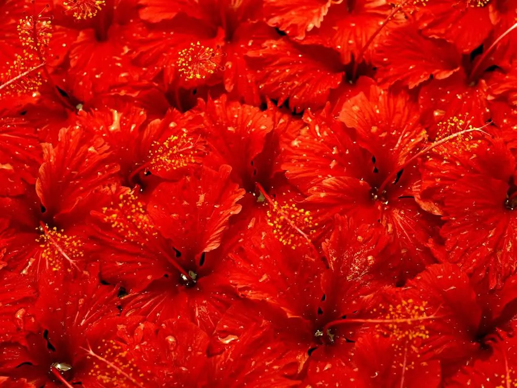 Flores Rojas - Photos Red Flowers | FOTOBLOG X Flores Rojas - Photos Red Flowers | FOTOBLOG X