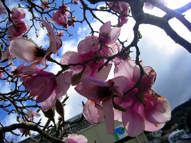 Flores rosas de los árboles de la universidad | Flickr - Photo ... Flores rosas de los árboles de la universidad | Flickr - Photo ...