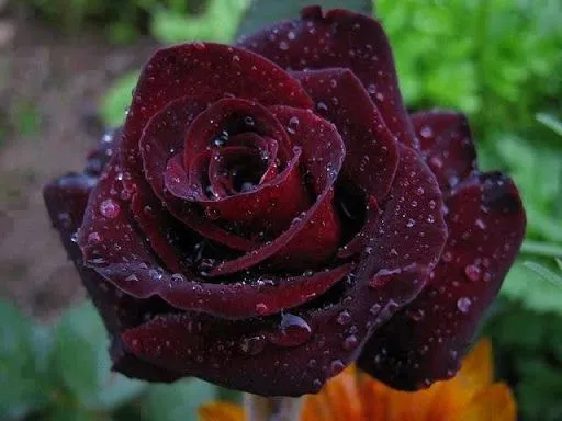 Flores: Rosas color guinda o rojo quemado | BloggerGifs