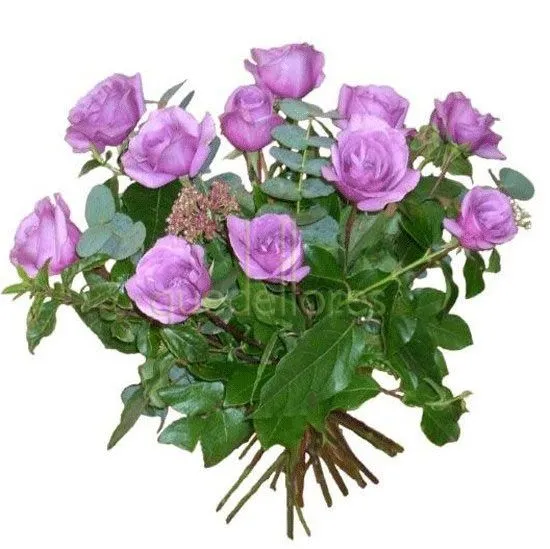 Ramo clasico de rosas moradas - tiendaderosas.com - Especialistas ... Ramo clasico de rosas moradas - tiendaderosas.com - Especialistas ...