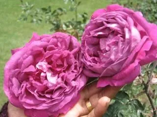 flores - rosas, naturales | Descargar Fotos gratis