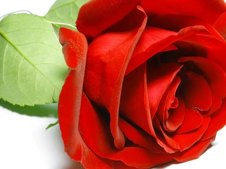 flores rosas rojas | Foto de linda flor de rosa roja para el amor ...