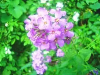 flores silvestres violetas | Descargar Fotos gratis