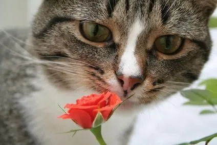Flores que son tóxicas para los gatos | GATOSPEDIA