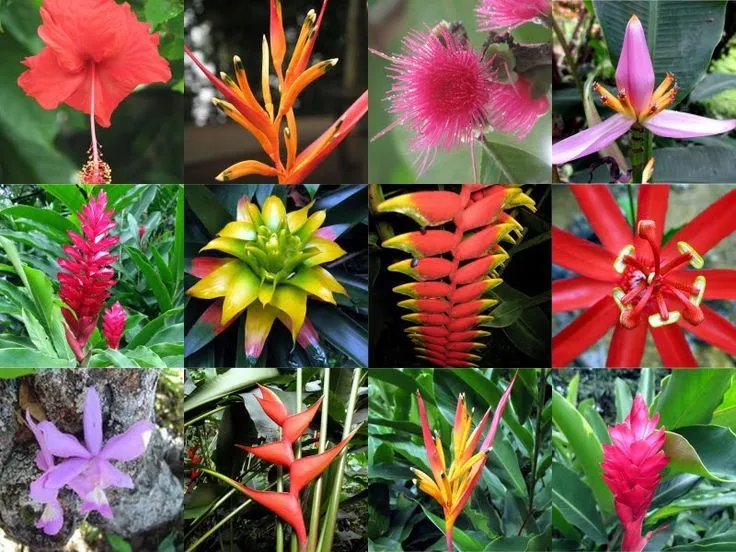 Flores tropicais (hibisco, heliconia, alpinia, bromélia, ginger ...