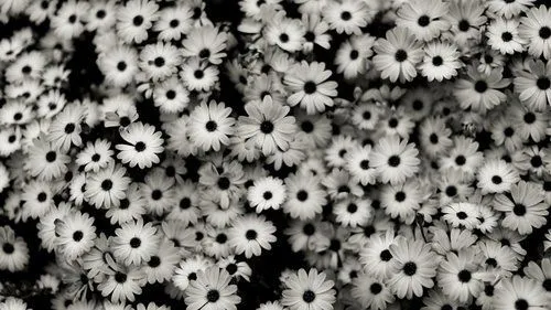 Flores tumblr blanco y negro - Imagui