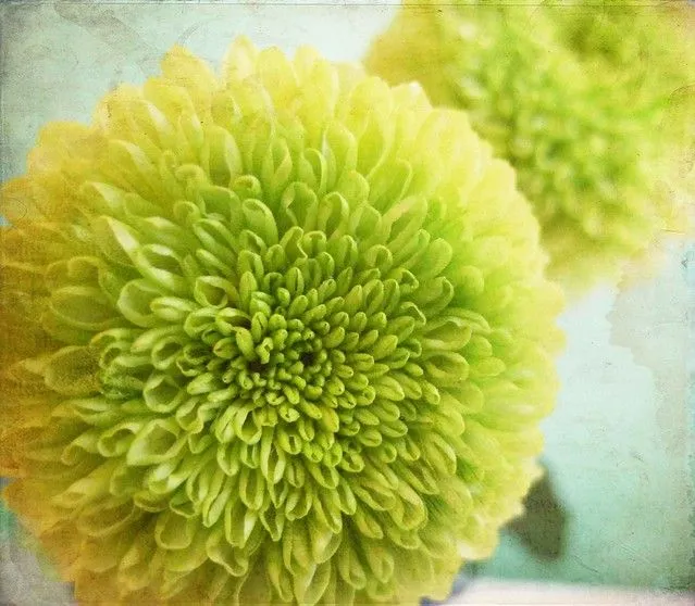 2 flores verdes / 2 green flowers | Flickr - Photo Sharing! 2 flores verdes / 2 green flowers | Flickr - Photo Sharing!