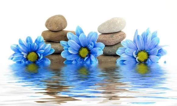 Flores_azules_y_piedras_ ...