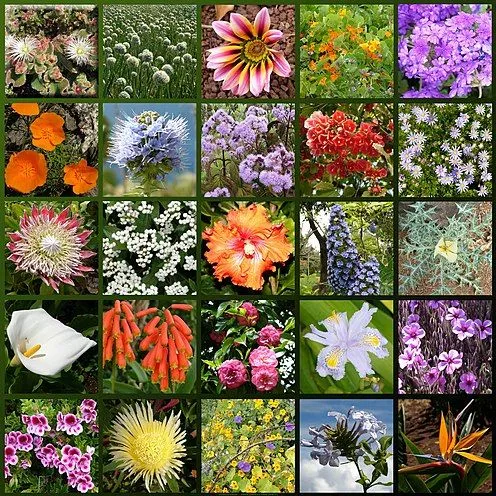 Floricultura - Wikipedia, la enciclopedia libre