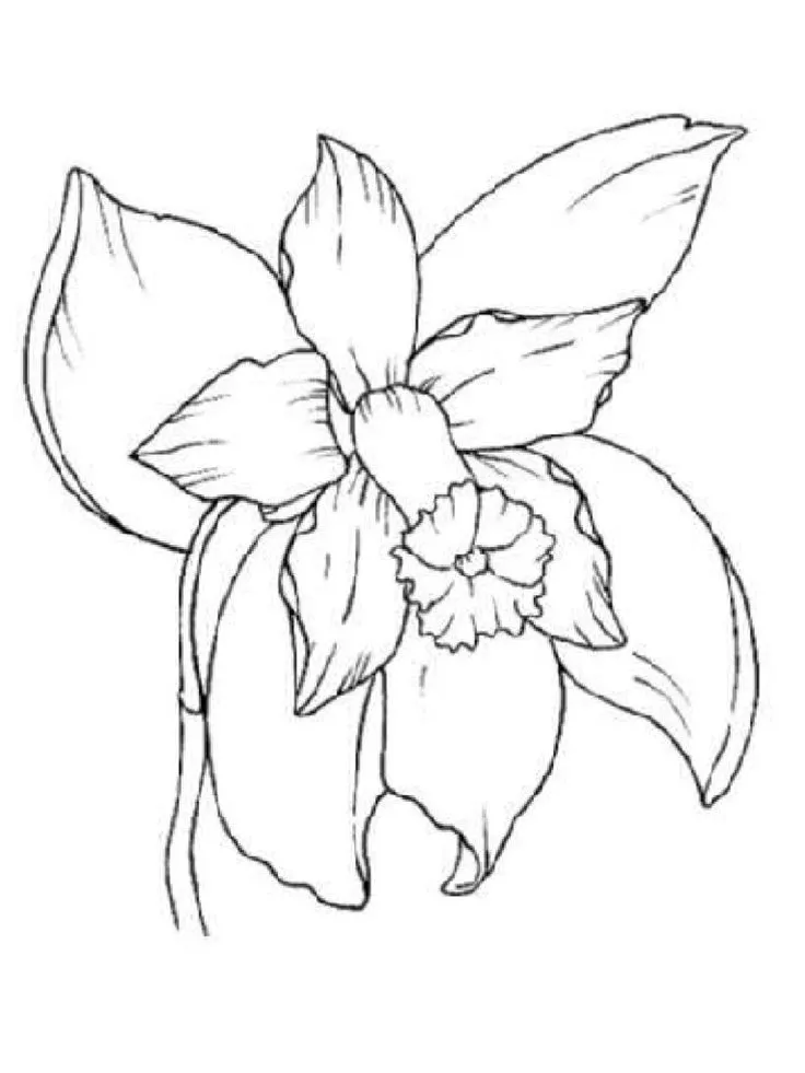 Flower coloring pages, Orchid drawing, Coloring pages