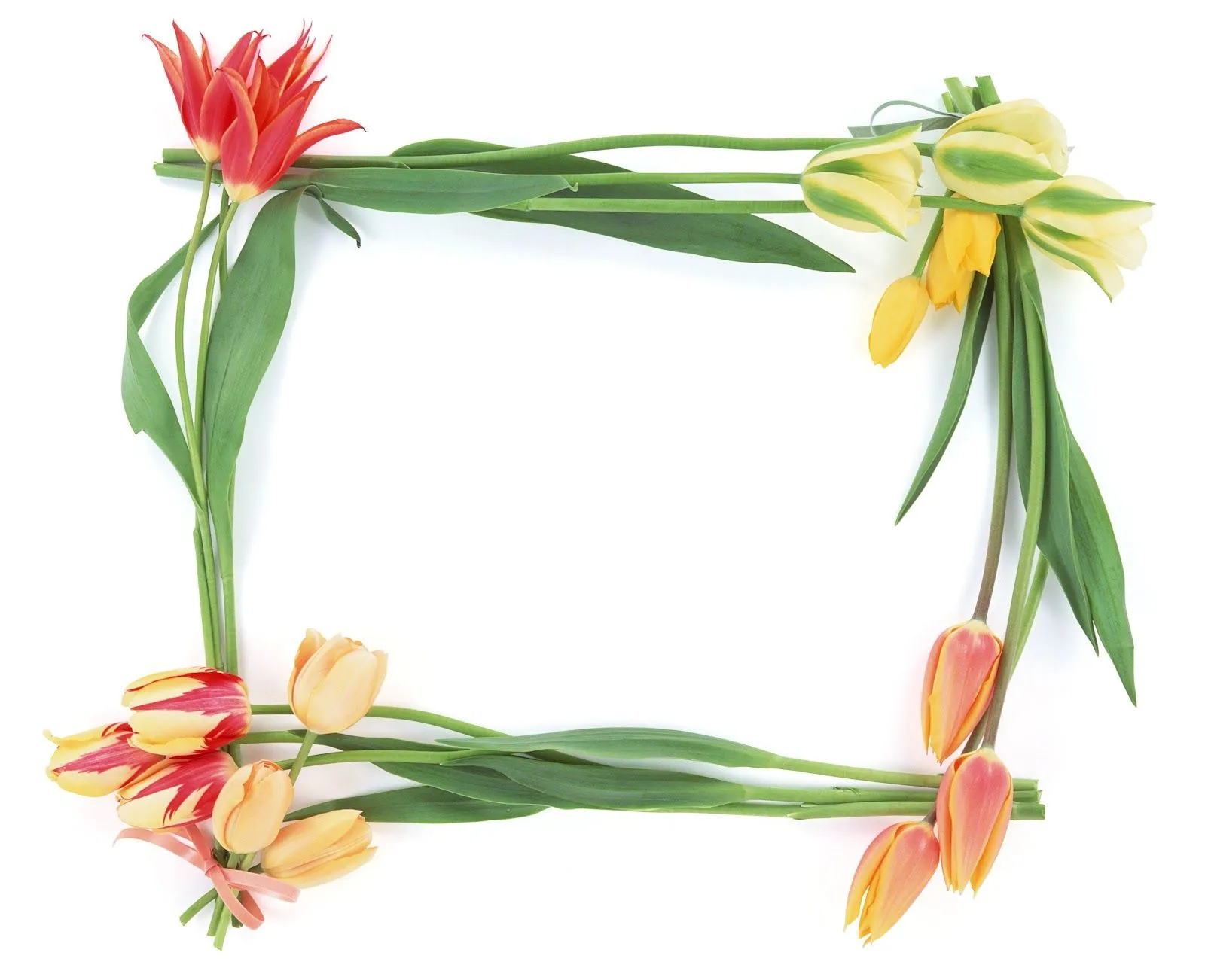Flower Frames In All Size ~ Hits All
