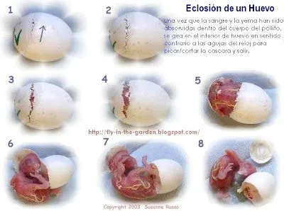 FLY IN THE GARDEN: Eclosión del Huevo