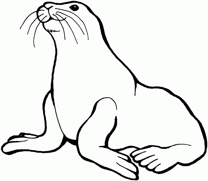 Dibujos para colorear de focas - Imagui