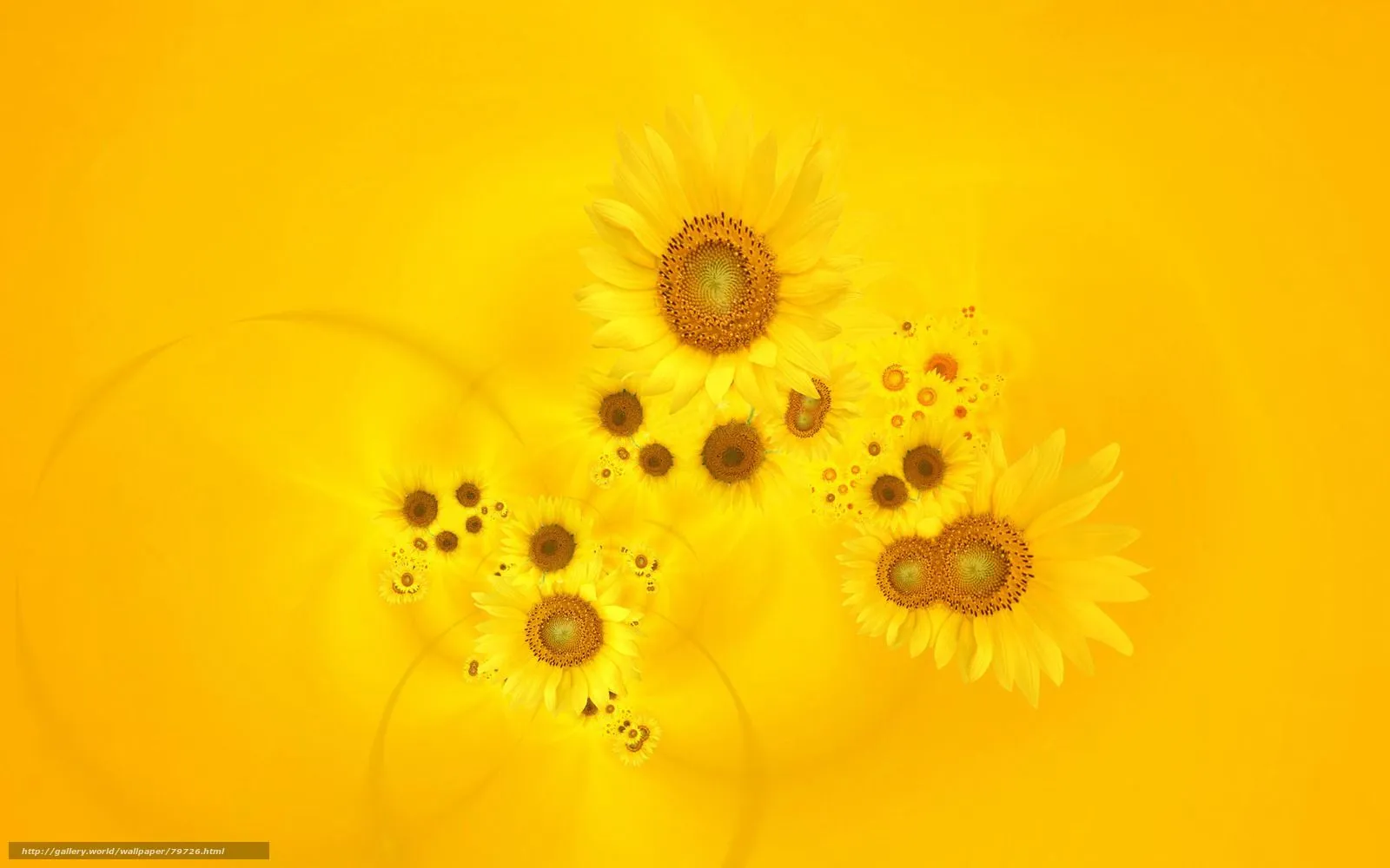 HQ podsonuhi, flores, fondo amarillo, 1920x1200 imagen / flores HQ podsonuhi, flores, fondo amarillo, 1920x1200 imagen / flores