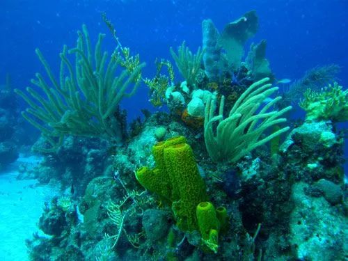 Dorsal Medio Atlántica, montañas bajo el mar | Universo Marino Dorsal Medio Atlántica, montañas bajo el mar | Universo Marino