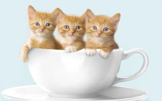 Fondo de Escritorio Gatos a la Taza - El fondo de escritorio ...