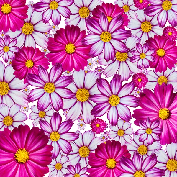 Fondo de flores de colores — Foto stock © Heinschlebusch #2116637