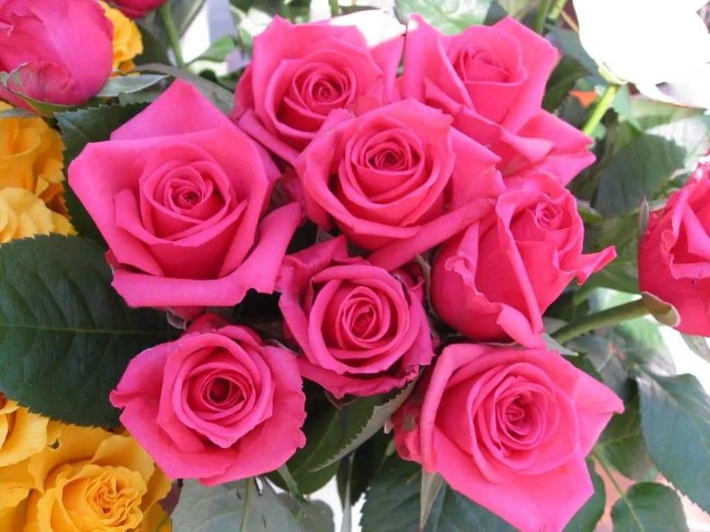 fondo de flores rosas