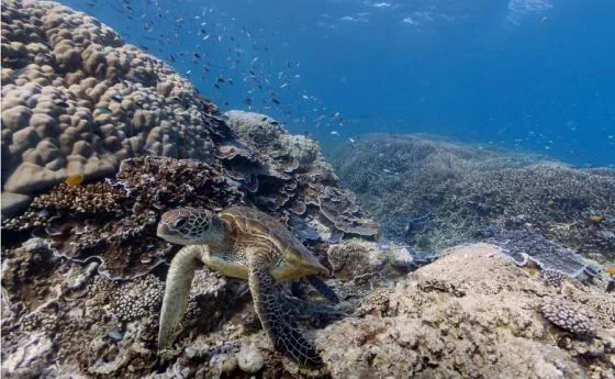 Imagenes del fondo del mar HD - Imagui