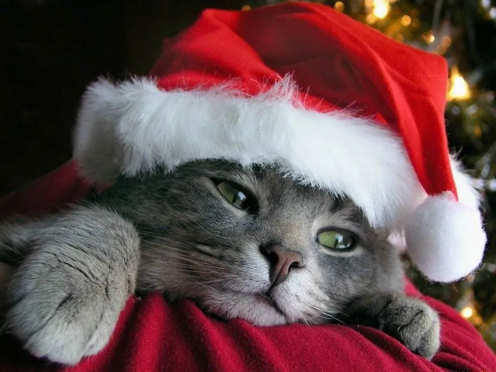 Fondos de pantalla de Navidad con animales - ¡Yodibujo, la web de los ...