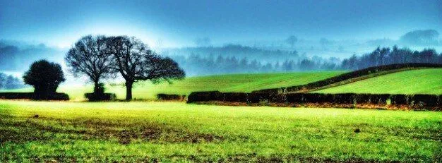 fondo norte, naturaleza, niebla árbol campo yorkshire | Descargar ...