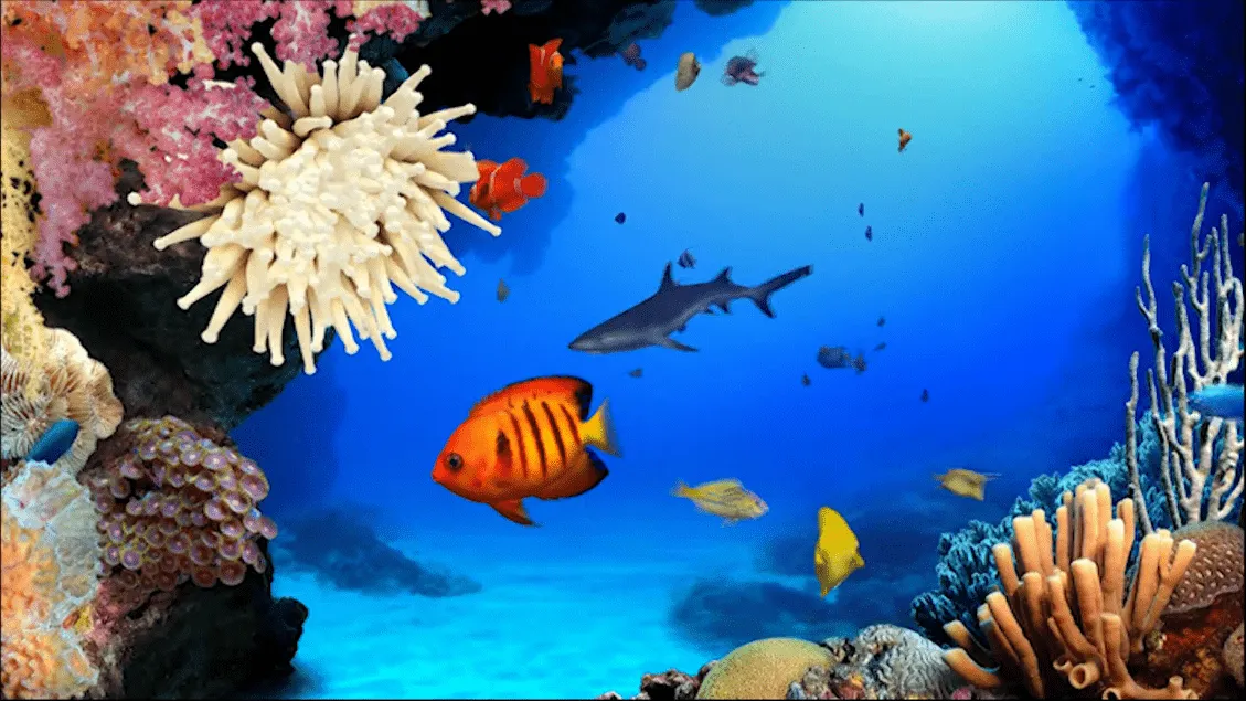 Fondos de pantalla con movimiento de peces gratis - Imagui