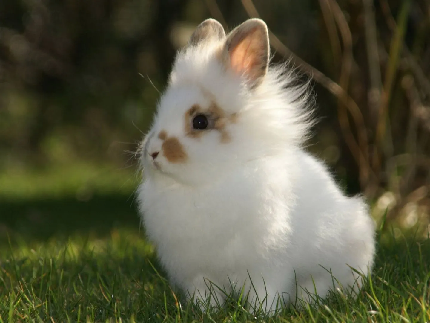 Fondo de pantalla conejo tierno 1440x1080 - Fondo hd #1411 Fondo de pantalla conejo tierno 1440x1080 - Fondo hd #1411
