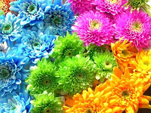 Fondo de pantalla de flores de colores brillantes imagen #3484