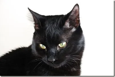 5 Fondo de Pantalla de Gatos Negros | Banco de Imagenes Gratuitas