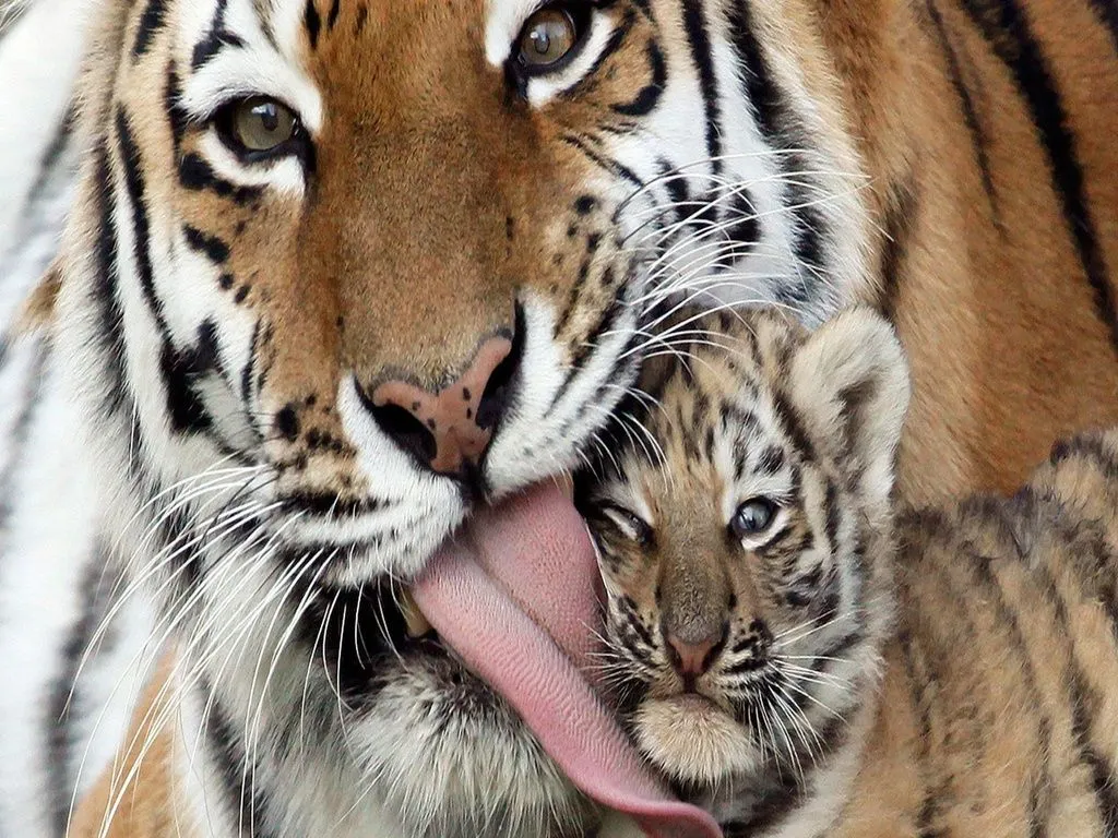 Fondo de pantalla donde una madre tigresa acicala a su bebé recién ...