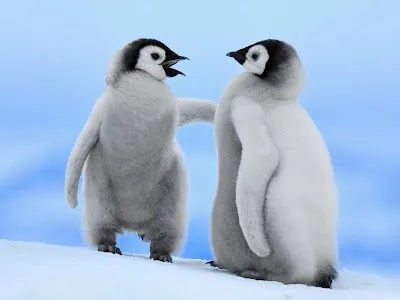 Fondo de Pinguinos Bebes | Fondos PC en HD - Descarga los mejores ... Fondo de Pinguinos Bebes | Fondos PC en HD - Descarga los mejores ...