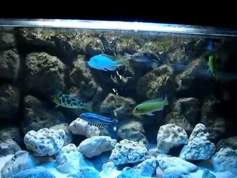 Fondo Rocoso para acuario (Aquarium Background) - YouTube